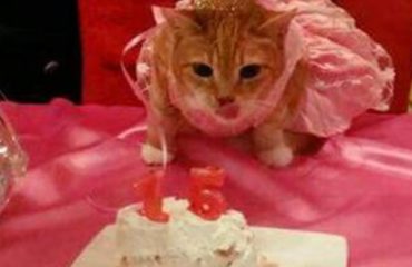 familia realiza un fiesta epica de quinceañera para su gata y es adorable y muy gracioso party birthday cat