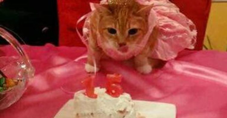 familia realiza un fiesta epica de quinceañera para su gata y es adorable y muy gracioso party birthday cat