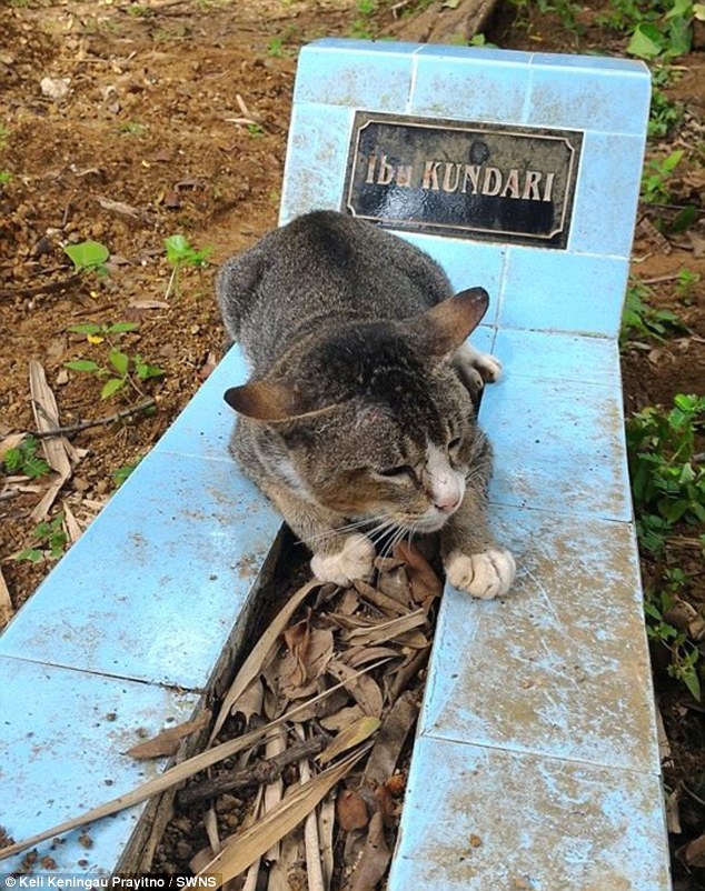 gato de luto pasa años viviendo en la tumba de su dueño Ibu Kundari Keli Keningau Prayitno java indonesia keli grieving cat refuses to leave dead owners grave