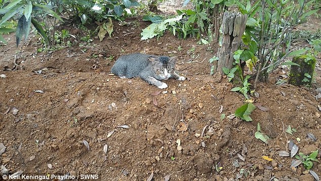 gato de luto pasa años viviendo en la tumba de su dueño Ibu Kundari Keli Keningau Prayitno java indonesia keli grieving cat refuses to leave dead owners grave