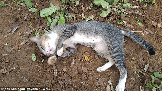 gato de luto pasa años viviendo en la tumba de su dueño Ibu Kundari Keli Keningau Prayitno java indonesia keli grieving cat refuses to leave dead owners grave