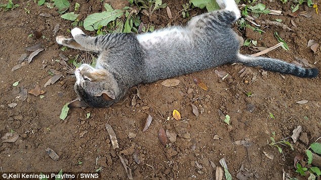 gato de luto pasa años viviendo en la tumba de su dueño Ibu Kundari Keli Keningau Prayitno java indonesia keli grieving cat refuses to leave dead owners grave