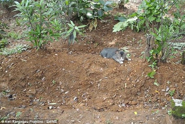 gato de luto pasa años viviendo en la tumba de su dueño Ibu Kundari Keli Keningau Prayitno java indonesia keli grieving cat refuses to leave dead owners grave