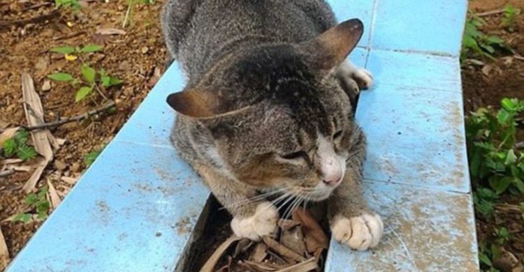 gato de luto pasa años viviendo en la tumba de su dueño Ibu Kundari Keli Keningau Prayitno java indonesia keli grieving cat refuses to leave dead owners grave