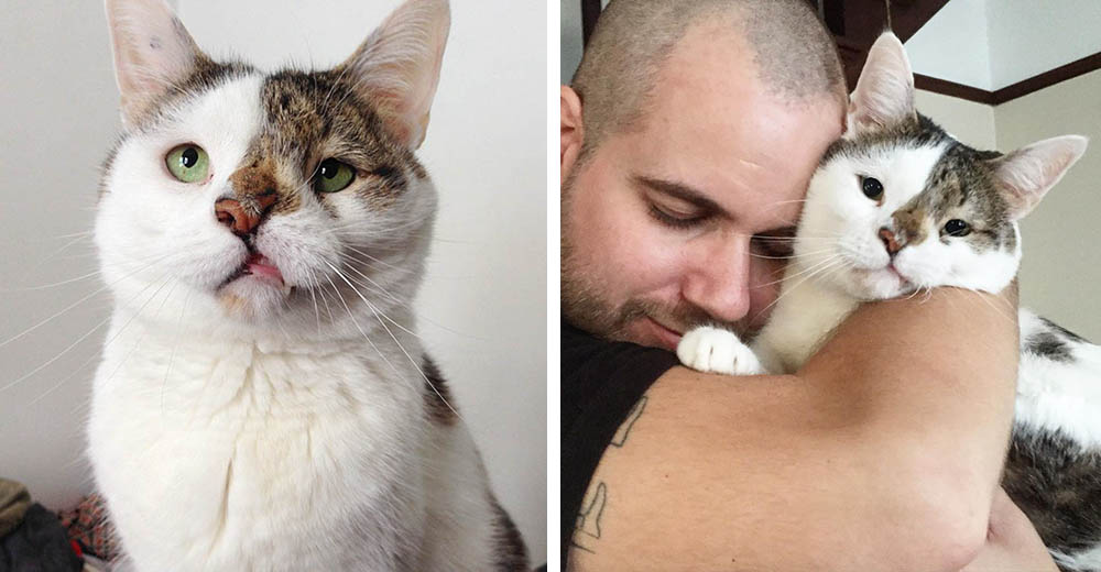 Mr. Bub Fuzzins, el gatito que les demostró a todos que él mismo podía elegir a su dueño Mr. Bub Fuzzins, el gatito que les demostró a todos que él mismo podía elegir a su dueño