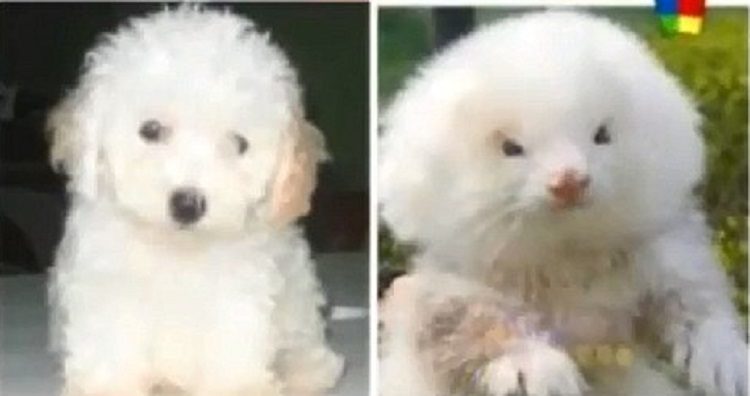 hombre impactado poodle mini toy compro roedores con esteroides argentina la salada hurones comadrejas estafa ferrets sold caniche 