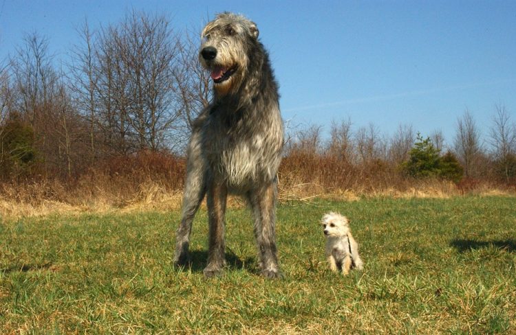 hombre impactado poodle mini toy compro roedores con esteroides argentina la salada hurones comadrejas estafa ferrets sold caniche 