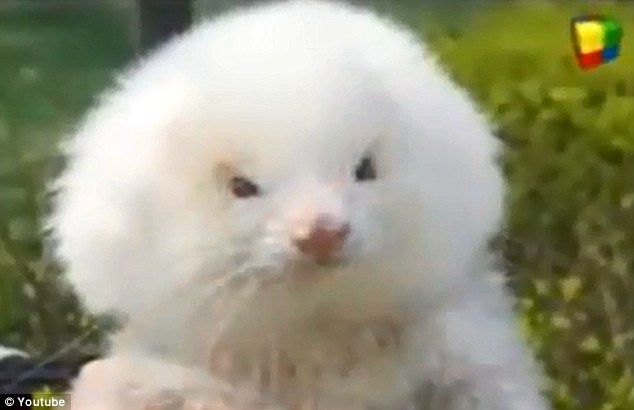 hombre impactado poodle mini toy compro roedores con esteroides argentina la salada hurones comadrejas estafa ferrets sold caniche 