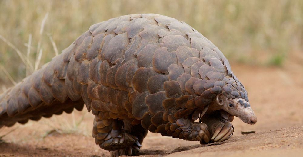 En Indonesia fueron rescatados 101 pangolines en peligro de extinción de un horrible final En Indonesia fueron rescatados 101 pangolines en peligro de extinción de un horrible final
