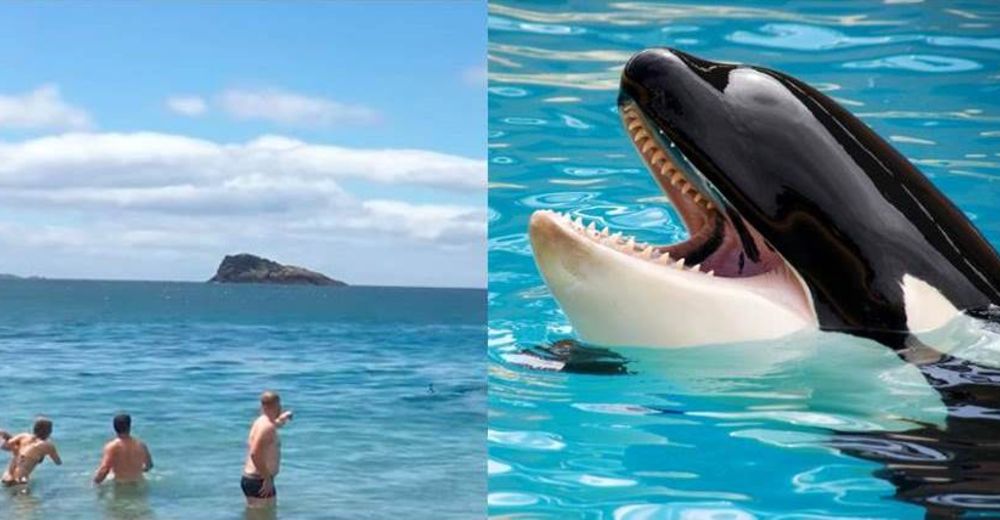 Esta traviesa orca bebé casi consigue matar de susto a unos bañistas intrusos Esta traviesa orca bebé casi consigue matar de susto a unos bañistas intrusos