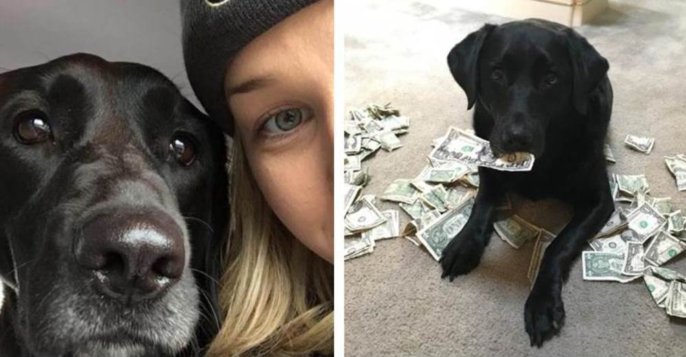 Esta perrita labrador ha descubierto el método más inteligente para adquirir sus golosinas Esta perrita labrador ha descubierto el método más inteligente para adquirir sus golosinas