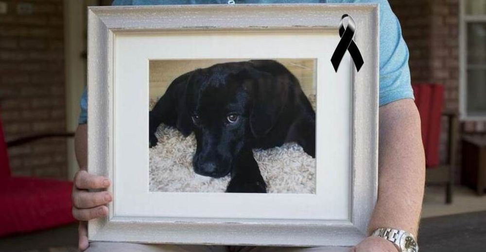 ¿Accidente trágico o crueldad animal?: Lola muere tras ser olvidada dentro de una camioneta ¿Accidente trágico o crueldad animal?: Lola muere tras ser olvidada dentro de una camioneta