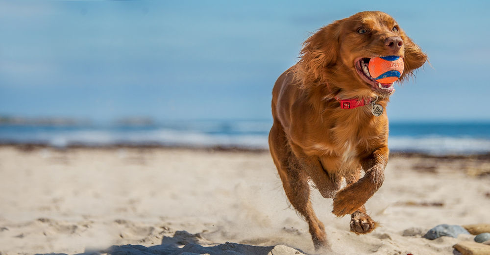 Estos son los mejores 8 juguetes para mantener a tu perro feliz y ocupado