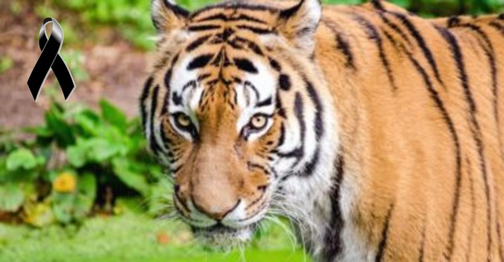 La tigresa Kara, que aterrorizaba una población de la India, tuvo un trágico final La tigresa Kara, que aterrorizaba una población de la India, tuvo un trágico final