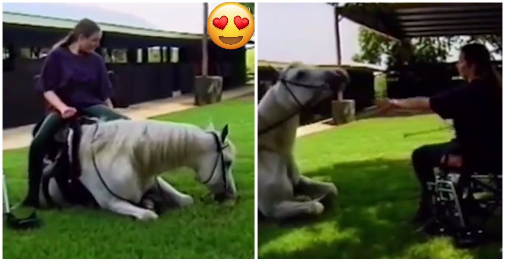 Cuando esta mujer paralítica había perdido la esperanza, su caballo vino para cambiarlo todo Cuando esta mujer paralítica había perdido la esperanza, su caballo vino para cambiarlo todo