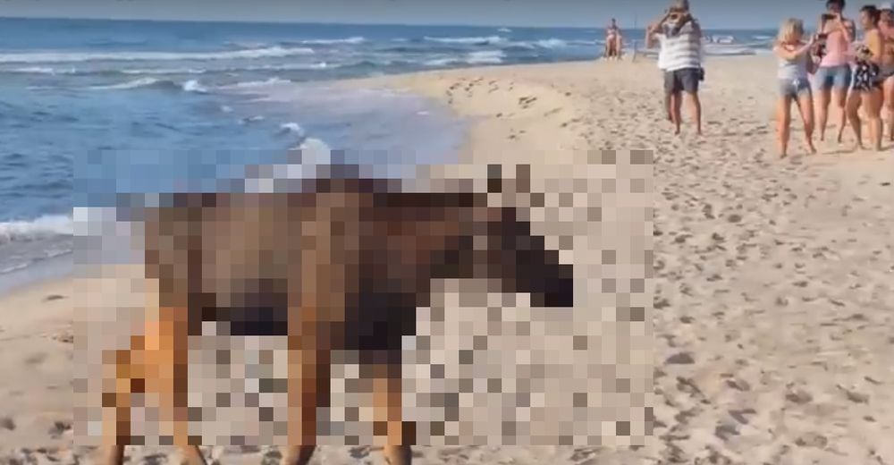 Unos bañistas lituanos comparten el mar con unos visitantes inesperados