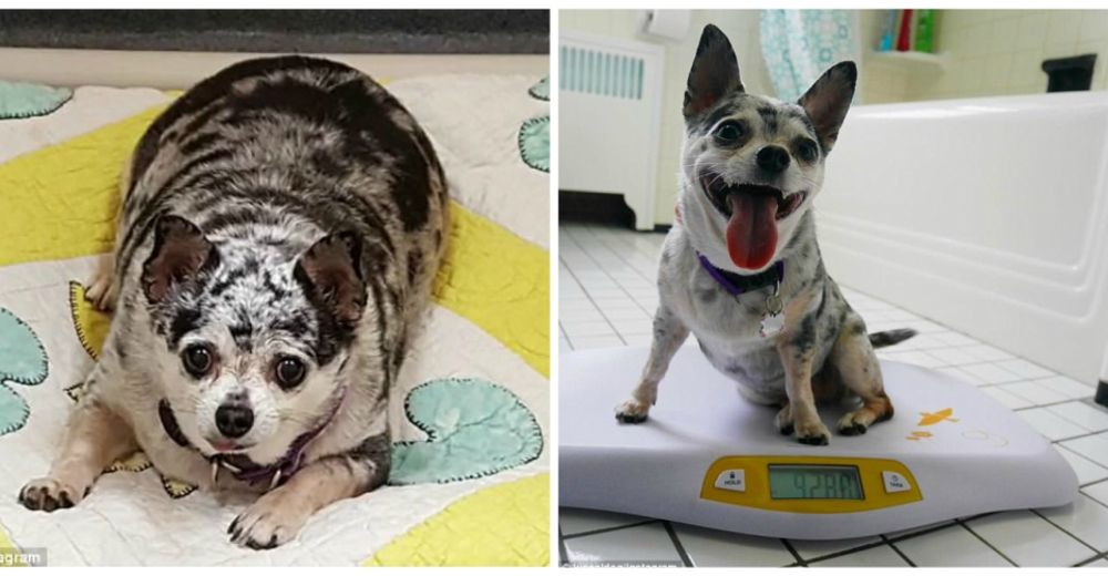 Una chihuahua con obesidad mórbida es rescatada y ahora recupera su salud