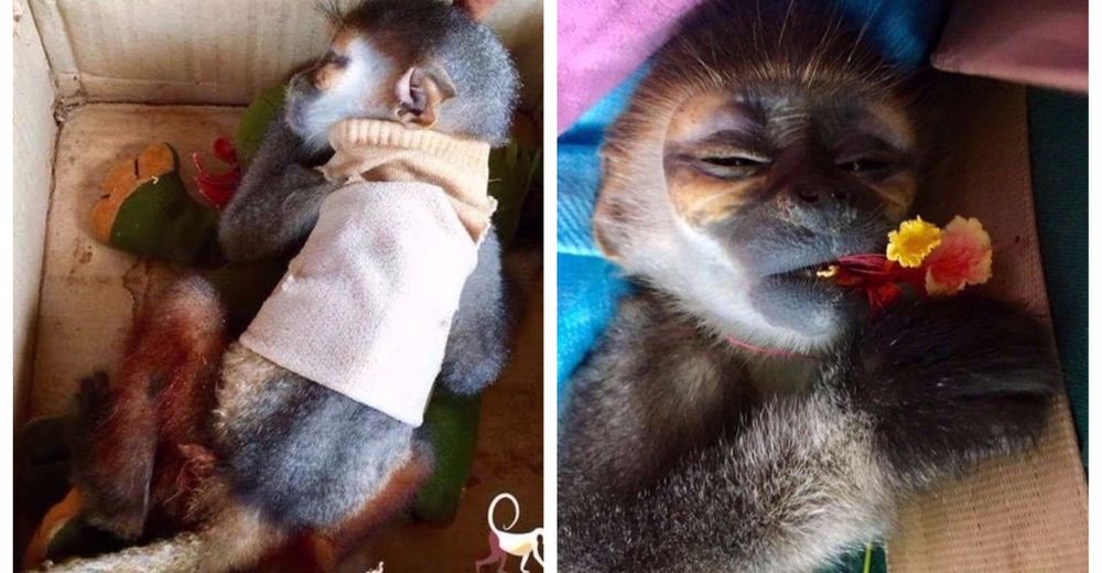 Conmovedor – Encuentran a un bebé mono dentro de una caja y abrazado a su peluche