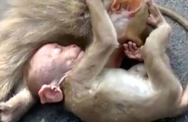 mono bebe angustiado llora por su madre abatida arrollada por automovil beby monkey chimp chimpanzee cries mother hit by a car