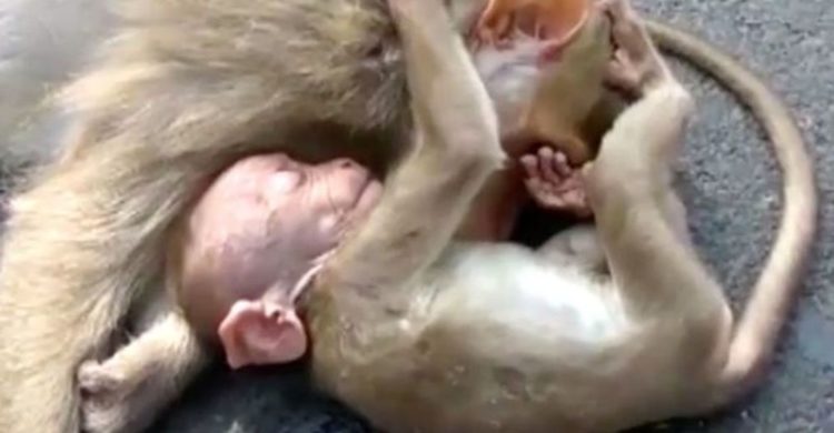 mono bebe angustiado llora por su madre abatida arrollada por automovil beby monkey chimp chimpanzee cries mother hit by a car