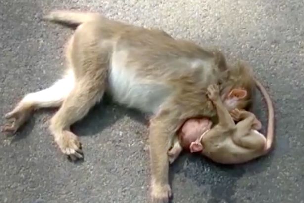 mono bebe angustiado llora por su madre abatida arrollada por automovil beby monkey chimp chimpanzee cries mother hit by a car 