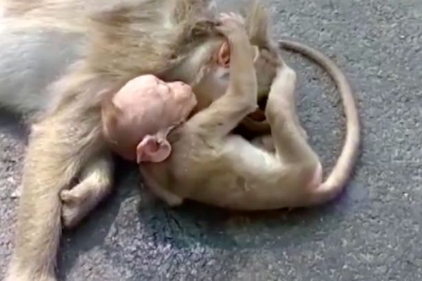 mono bebe angustiado llora por su madre abatida arrollada por automovil beby monkey chimp chimpanzee cries mother hit by a car 
