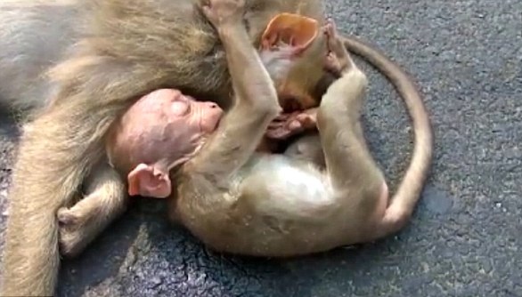 mono bebe angustiado llora por su madre abatida arrollada por automovil beby monkey chimp chimpanzee cries mother hit by a car 