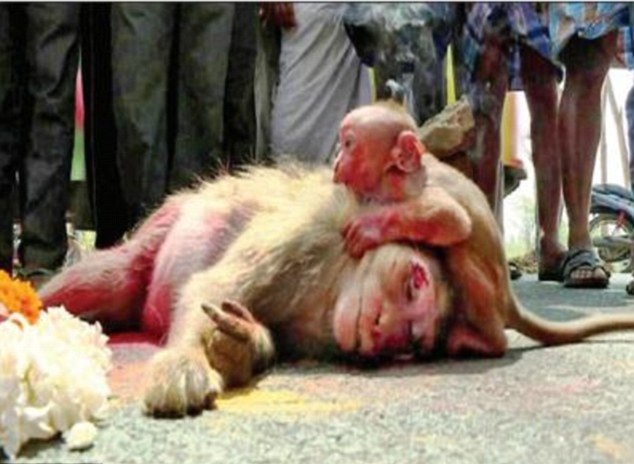 mono bebe angustiado llora por su madre abatida arrollada por automovil beby monkey chimp chimpanzee cries mother hit by a car 