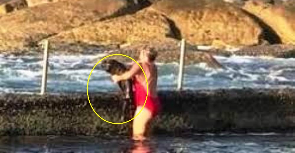 Una mujer agarró a un tiburón con sus manos para proteger a su madre Una mujer agarró a un tiburón con sus manos para proteger a su madre