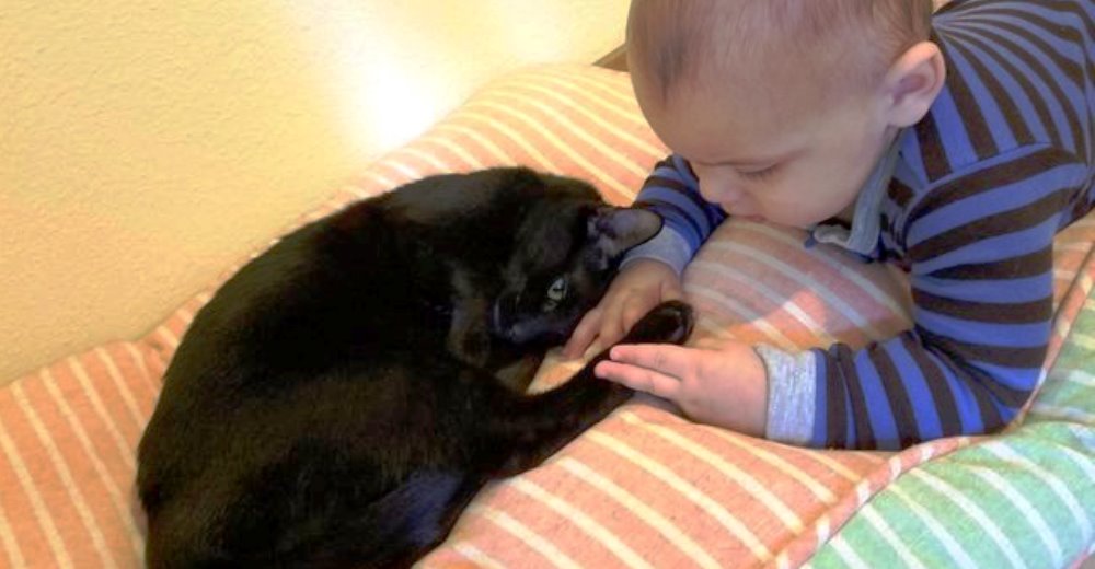 Descubren al gato rescatado en un curioso gesto y el bebé inmediatamente deja de llorar