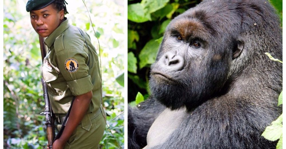 Mujeres guerreras – Resguardar la vida de los gorilas del Congo no es solo tarea de hombres