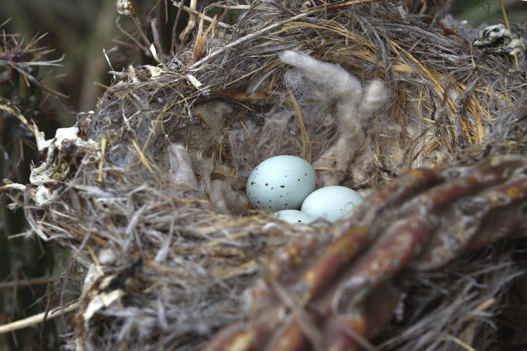 pájaros nidos colillas cigarro universidad autónoma méxico repelente garrapatas parasitos nicotina nest using cigarrette butts nicotine repellent ticks parasites 