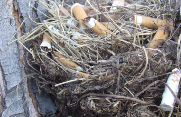 pájaros nidos colillas cigarro universidad autónoma méxico repelente garrapatas parasitos nicotina nest using cigarrette butts nicotine repellent ticks parasites