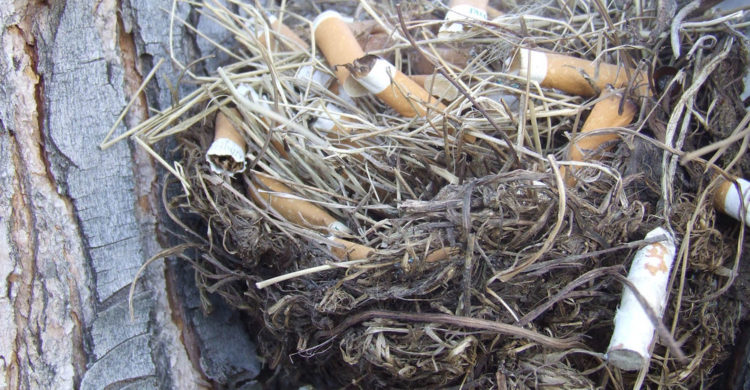 pájaros nidos colillas cigarro universidad autónoma méxico repelente garrapatas parasitos nicotina nest using cigarrette butts nicotine repellent ticks parasites