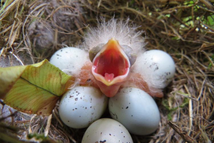 pájaros nidos colillas cigarro universidad autónoma méxico repelente garrapatas parasitos nicotina nest using cigarrette butts nicotine repellent ticks parasites 