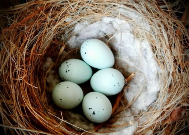 pájaros nidos colillas cigarro universidad autónoma méxico repelente garrapatas parasitos nicotina nest using cigarrette butts nicotine repellent ticks parasites 