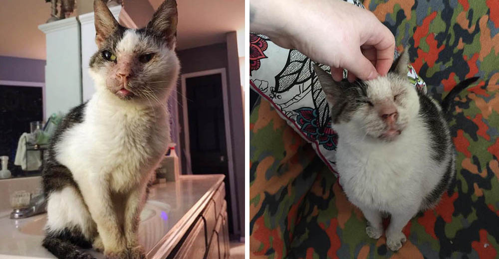 Encuentran a un pobre gatito que vivió en un garage por 12 años completamente abandonado