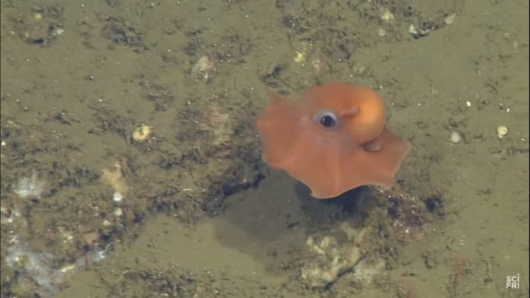 descubrieron un nuevo pulpo adorable personaje pearl buscando a nemo Stephanie Bush of the Monterey Bay Aquarium Research Institute Opisthoteuthis finding nemo real life octopus adorabilis