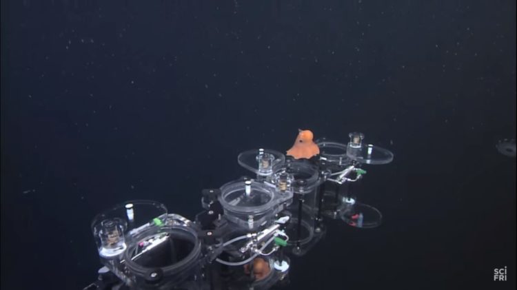 descubrieron un nuevo pulpo adorable personaje pearl buscando a nemo Stephanie Bush of the Monterey Bay Aquarium Research Institute Opisthoteuthis finding nemo real life octopus adorabilis