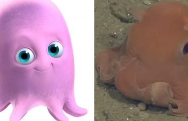 descubrieron un nuevo pulpo adorable personaje pearl buscando a nemo Stephanie Bush of the Monterey Bay Aquarium Research Institute Opisthoteuthis finding nemo real life octopus adorabilis