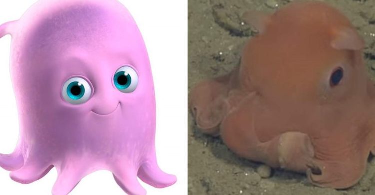descubrieron un nuevo pulpo adorable personaje pearl buscando a nemo Stephanie Bush of the Monterey Bay Aquarium Research Institute Opisthoteuthis finding nemo real life octopus adorabilis
