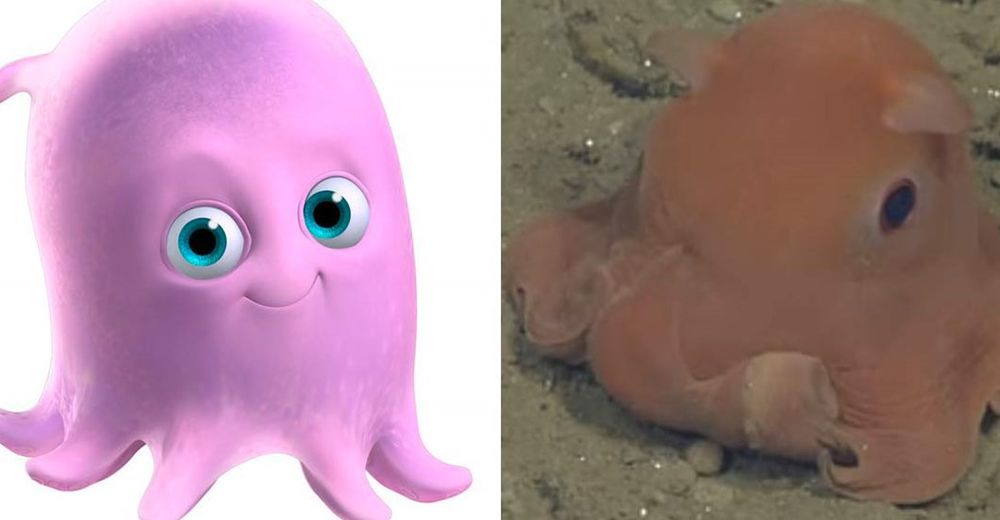 Descubren el pulpo de Buscando a Nemo, sí existe en la vida real y es adorable Descubren el pulpo de Buscando a Nemo, sí existe en la vida real y es adorable