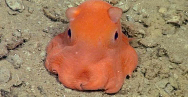 descubrieron un nuevo pulpo adorable personaje pearl buscando a nemo Stephanie Bush of the Monterey Bay Aquarium Research Institute Opisthoteuthis finding nemo real life octopus adorabilis