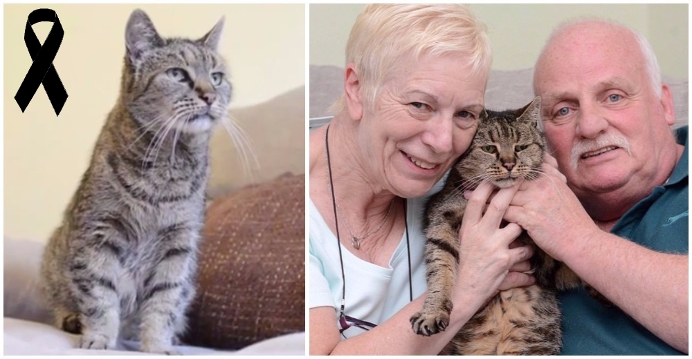 A los 32 años falleció Nutmeg, el gato más viejo del mundo A los 32 años falleció Nutmeg, el gato más viejo del mundo