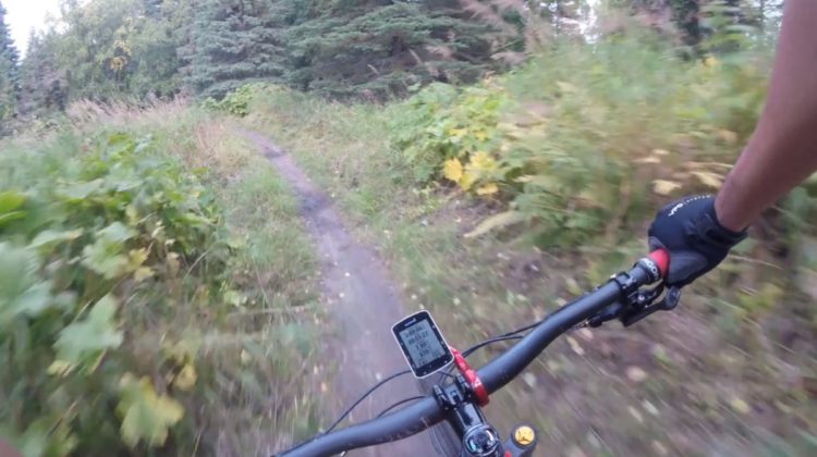 ciclista se encuentra con un oso negro en el medio del camino y de la sorpresa cae de bruces hacia unos arbustos sendero alaska Kincaid park cyclist faces bear road