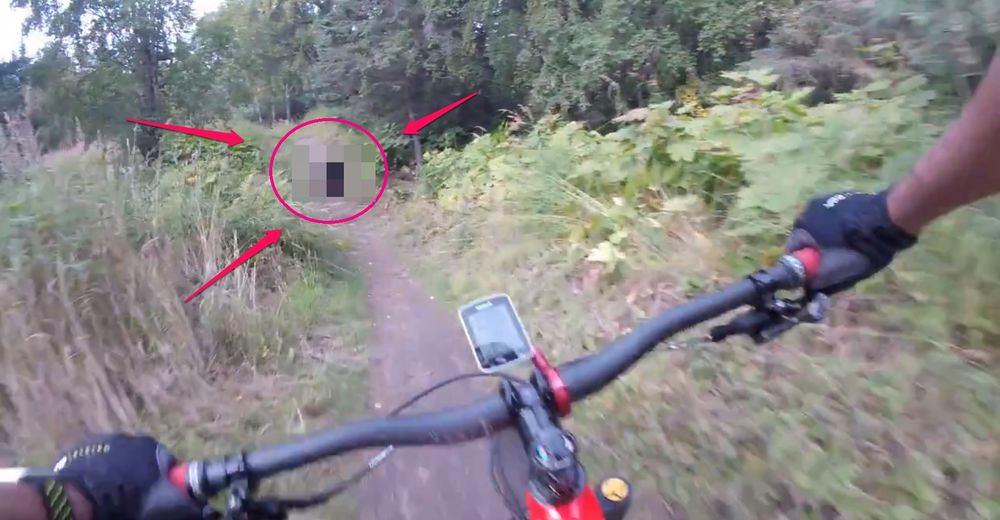 Un inesperado transeúnte silvestre causa conmoción en un ciclista al encontrarse en su camino Un inesperado transeúnte silvestre causa conmoción en un ciclista al encontrarse en su camino