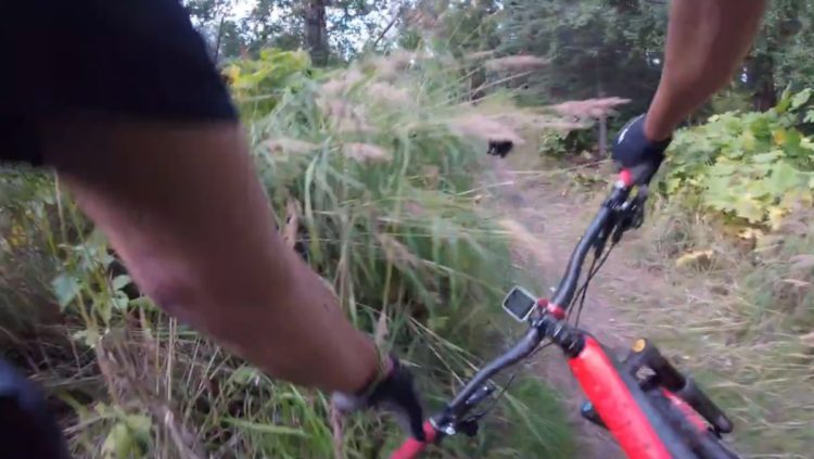 ciclista se encuentra con un oso negro en el medio del camino y de la sorpresa cae de bruces hacia unos arbustos sendero alaska Kincaid park cyclist faces bear road