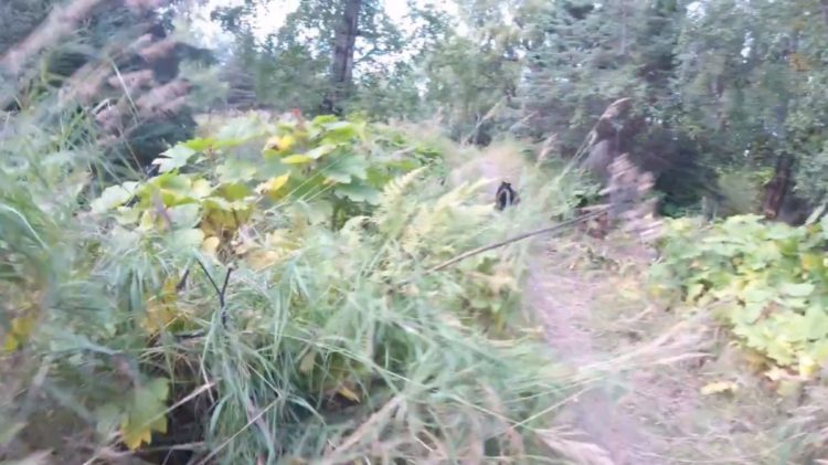 ciclista se encuentra con un oso negro en el medio del camino y de la sorpresa cae de bruces hacia unos arbustos sendero alaska Kincaid park cyclist faces bear road