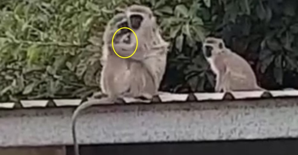 Después de separarse, esta familia reacciona de la forma más emotiva ante el feliz reencuentro Después de separarse, esta familia reacciona de la forma más emotiva ante el feliz reencuentro