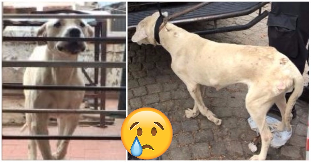 Esta perrita vivió terribles maltratos, pero las denuncias de sus vecinos fueron su salvación